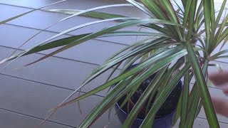 How to Propagate Dragon Tree Dracaena Marginata [upl. by Ahsimek]