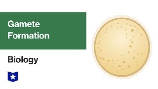 Gamete Formation  Biology [upl. by Regdirb]