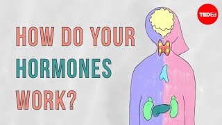 How do your hormones work  Emma Bryce [upl. by Ardnahcal]