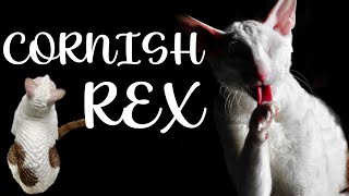 CORNISH REX Cat breed 101 [upl. by Gnivre]