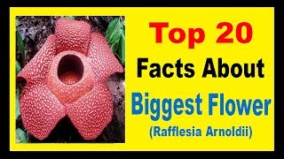 The Biggest Flower Rafflesia Arnoldii  Facts [upl. by Zaneta]