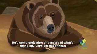 How Do Bears Hibernate [upl. by Adnoyek]