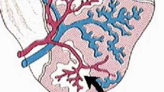 How the Body Works  The Spleen [upl. by Ambie]