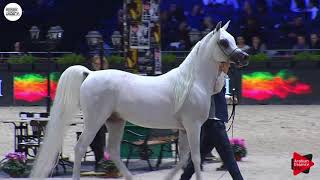 N148 AL AYAL AA  Paris 2018  Senior Stallions Class CM 6B [upl. by Ezaria]