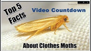 The Top 5 Facts About Clothes Moths [upl. by Eilama]