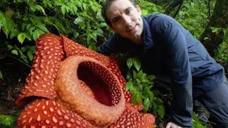 BIGGEST flower in the world Rafflesia arnoldii [upl. by Dalila106]