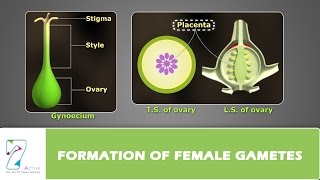 Formation of Female Gametes [upl. by Niltiak]