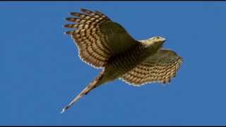 Sparrowhawk Bird Call Bird Song [upl. by Laved69]