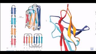 Protein motifs and domains  secondary structure of proteins [upl. by Anilam]