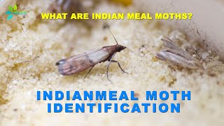 Pantry Pests  Indianmeal Moths in Food [upl. by Horace]