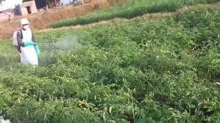 FARMING PESTICIDES INSECTICIDES spraying with safety precautions [upl. by Genny]