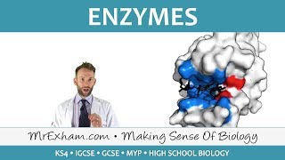 Enzymes  GCSE Biology 91 [upl. by Refinaj]