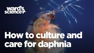 Caring and Culturing for Daphnia [upl. by Amliw]