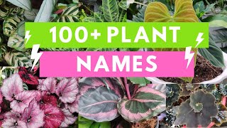 Plant Names and Pictures Plant Identification [upl. by Anitsuj387]