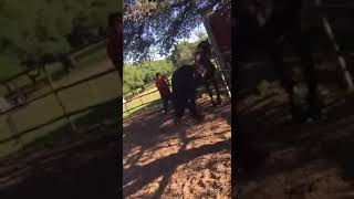 FEMALE HORSE KILLS IN THE ACT ANOTHER STALLION [upl. by Negroj208]