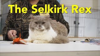 The Selkirk Rex at a TICA Cat Show [upl. by Canty]