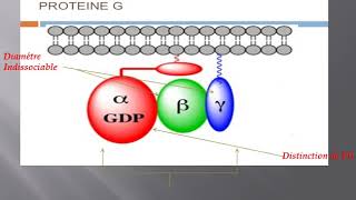 la structure et lactivation de protéine G [upl. by Seigler890]