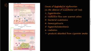 Optimizing Endothelial Function with Targeted Nutrition [upl. by Disario]