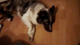 Epilepsie Hund Australian Shepherd Krampf Anfall [upl. by Richer]