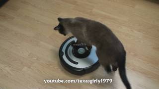 Cat shows HOW TO use iRobot Roomba Vacuum [upl. by Candis]