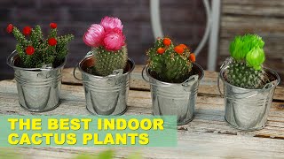 8 Best Cactus Varieties to Grow Indoors [upl. by Elleirol]