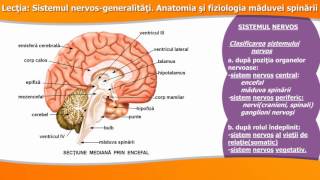 SISTEMUL NERVOSGENERALITĂȚI ANATOMIA ȘI FIZIOLOGIA MĂDUVEI SPINĂRII [upl. by Anyg]