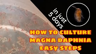 How to Culture Magna Daphnia Easily [upl. by Almat]