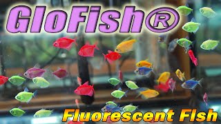 GloFish® Fluorescent Fish  White Skirt Tetra six neon colors [upl. by Terina]