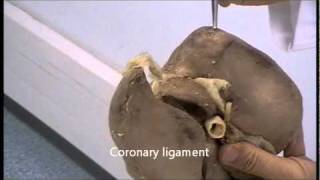 Gross anatomy of the liver [upl. by Llemert]