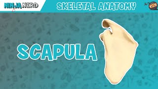 Scapula Anatomy [upl. by Anilorak]