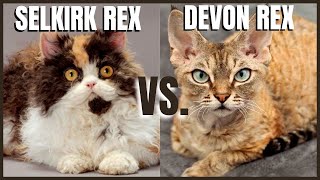 Selkirk Rex Cat VS Devon Rex Cat [upl. by Nicola]