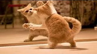 Funny Cats Versus Mirrors Try Not To Laugh [upl. by Netsrijk]