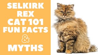 Selkirk Rex Cats 101  Fun Facts amp Myths [upl. by Eniowtna52]