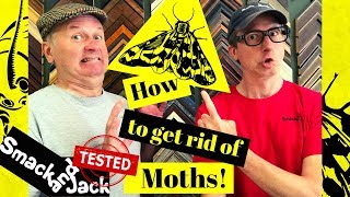 How To Get Rid Of Moths Using Moth Traps [upl. by Elder]