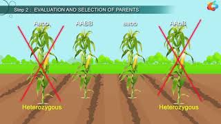 An Introduction To Plant Breeding [upl. by Roselba972]