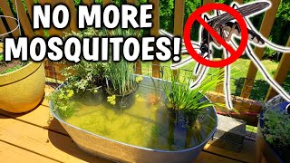 3 EASY Ways To PREVENT Mosquitoes In Your Pond [upl. by Ylehsa]