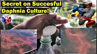 How to Culture Daphnia Successfully [upl. by Pammie]