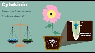 PLANT HORMONES  Auxin Gibberellin Cytokinin Ethylene Abscisic Acid [upl. by Anitsud]