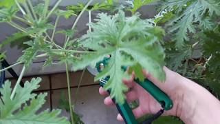 How to easily propagate amp grow a Scented Geranium aka Citronella Mosquito plant [upl. by Ariane155]