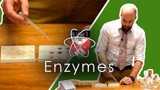 Enzymes  GCSE Science Required Practical [upl. by Pru]