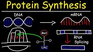 Transcription and Translation  Protein Synthesis From DNA  Biology [upl. by Corso]