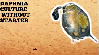 HOW TO CULTURE DAPHNIA NATURALLY WITHOUT A STARTER [upl. by Kennie]