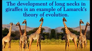 THEORIES OF EVOLUTION lamarckism vs darwinism grade 12 life sciences by MSAIDI ThunderEDUC [upl. by Iy]