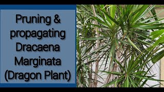 PRUNING amp PROPAGATING DRACAENA MARGINATA DRAGON PLANT [upl. by Ahsimet]