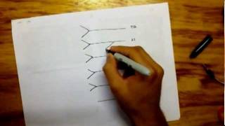 Drawing Lumbar Plexus  easy [upl. by Nylecaj]