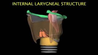 Larynx Animation [upl. by Asserak440]