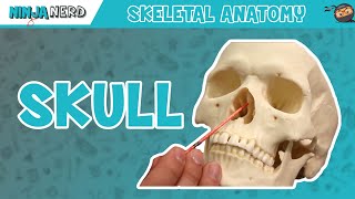 Skull Anatomy  Older Version [upl. by Artined510]