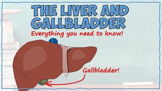 The Liver and Gallbladder [upl. by Raymonds]