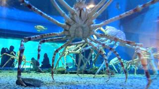 Japanese Spider Crabs [upl. by Diskson]