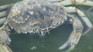 Facts The European Green Crab [upl. by Nydroj]